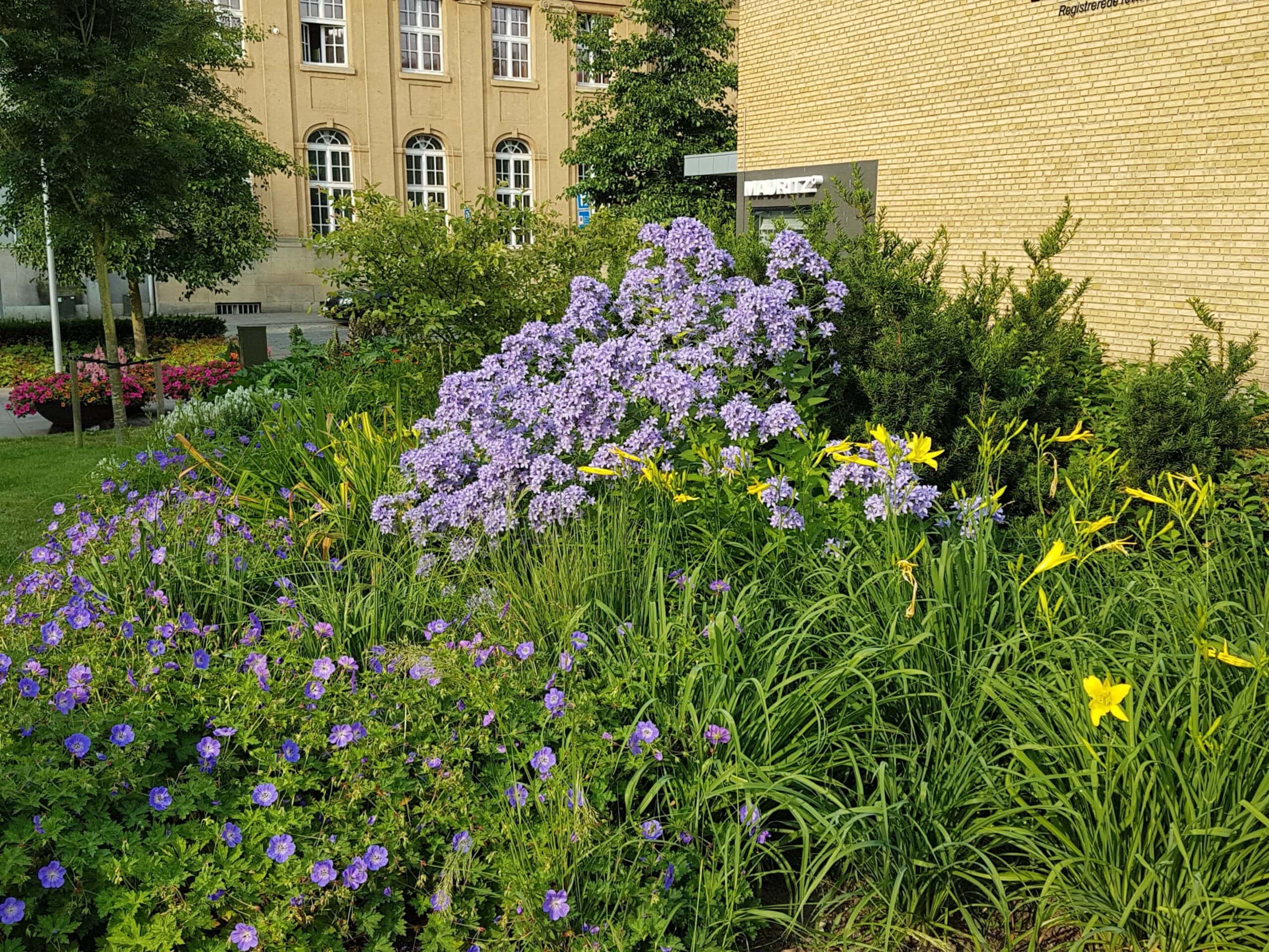 Farverig blomsterhave i Sønderborg med lilla og gule blomster.
