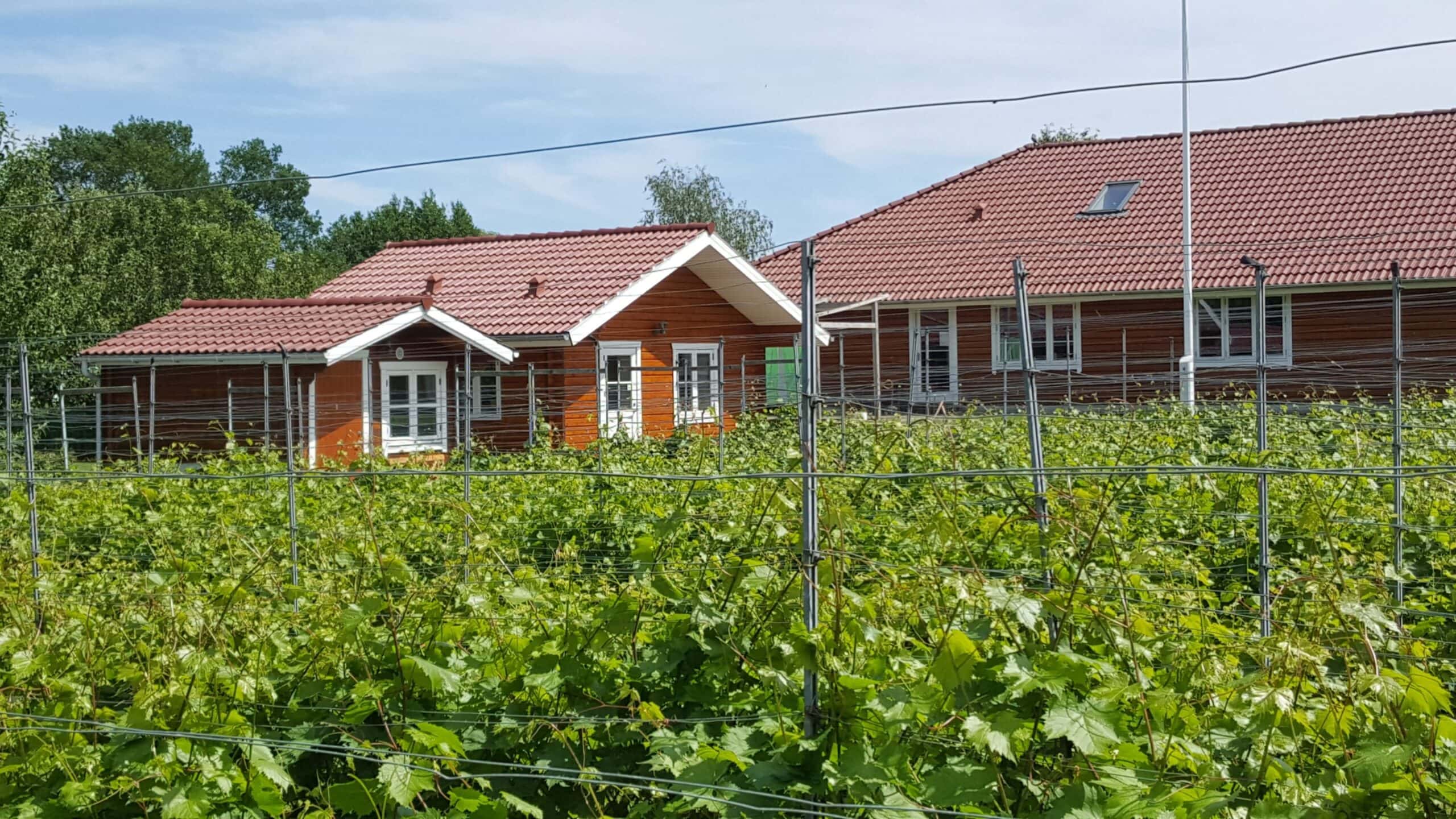 Vingård med druer og landbrugshuse i Sønderborg.